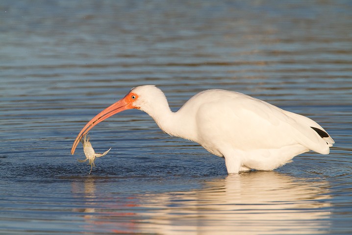 Schneesichler Eudocimus albus White Ibis